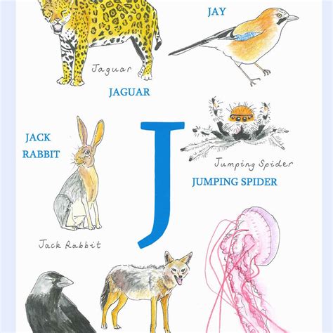 Objects That Start With J   Animals That Start With Letter J Archives Sly - Objects That Start With J