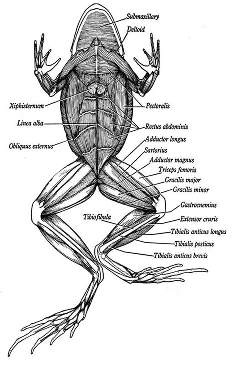 Obliquus Externus Frog Function
