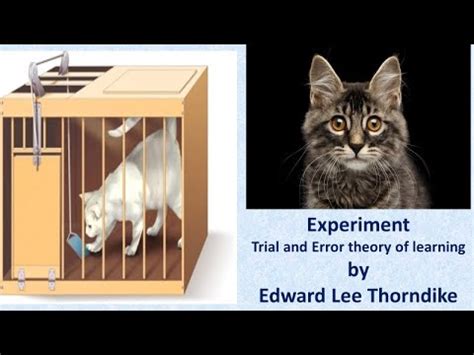 Observation Learning In Cats Science Science Experiments With Cats - Science Experiments With Cats