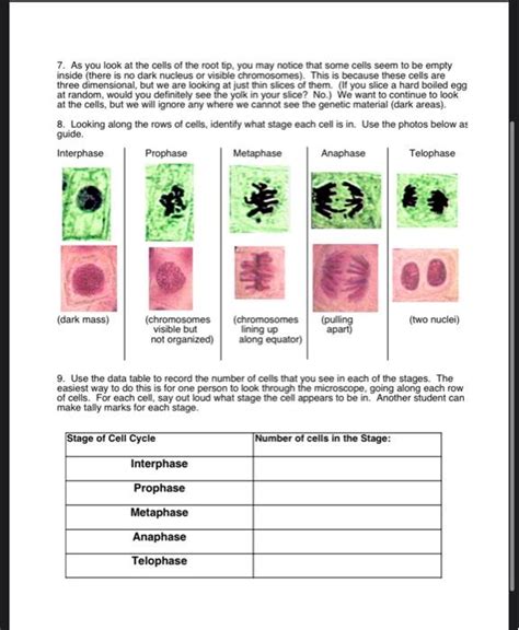 Observing Mitosis Lab Answer Key