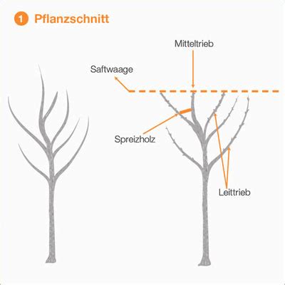 obstbaumschnitt in bildern