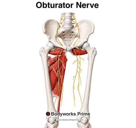 Obturator Externus Nerve