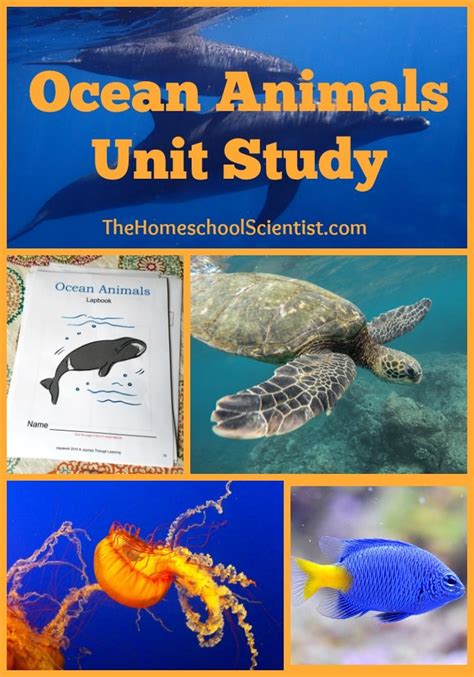 Ocean Animals For Kids Unit Study Inspire The Kindergarten Animal Unit - Kindergarten Animal Unit