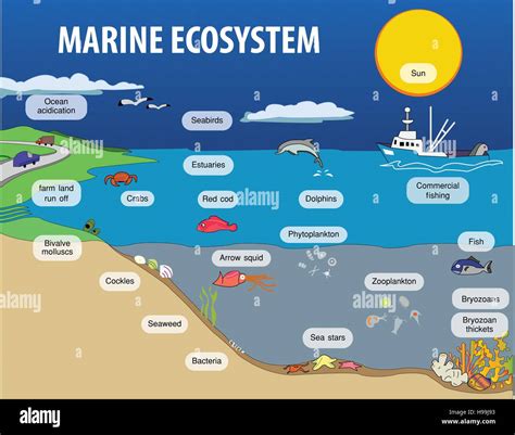 ocean ecosystem