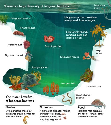 Ocean Habitats Study Guide