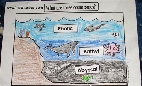 Ocean Zones To Label And Color The Wise Label The Oceans Worksheet - Label The Oceans Worksheet