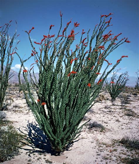 Ocotillo Cactus