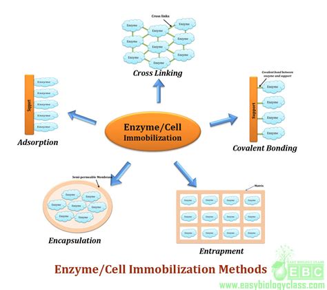 Read Ocr Biology Practical Immobilised Enzymes 
