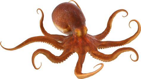 octopus artinya