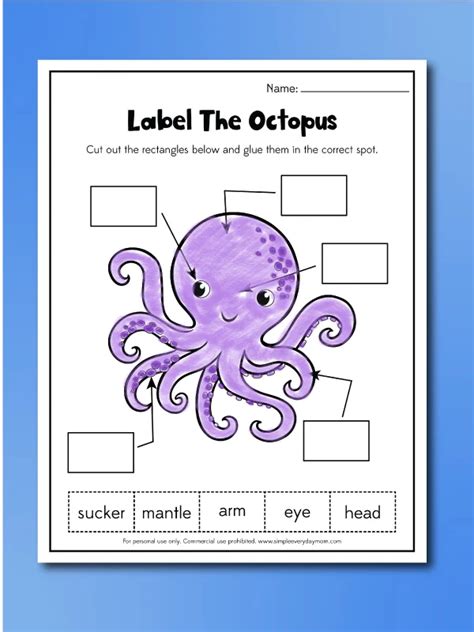 Octopus Lesson Plan Worksheet Science Teaching Activity Squid Anatomy Worksheet - Squid Anatomy Worksheet