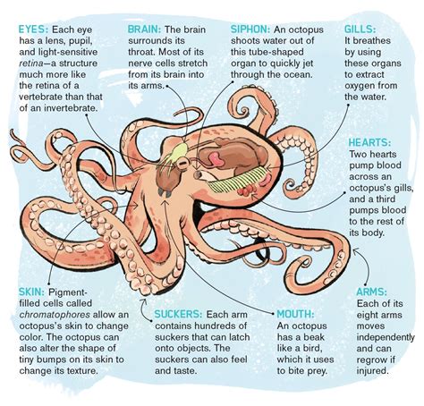 Octopus Reproductive Organs