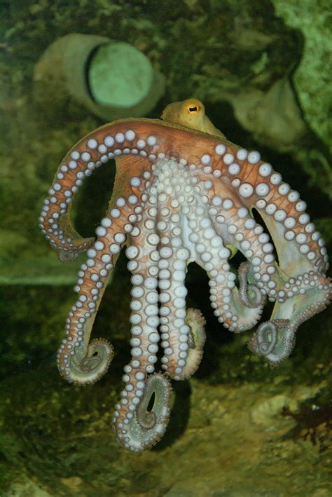 Octopus Starfish