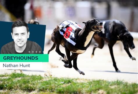 oddschecker greyhound betting