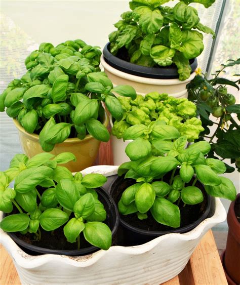 odla basilika inomhus