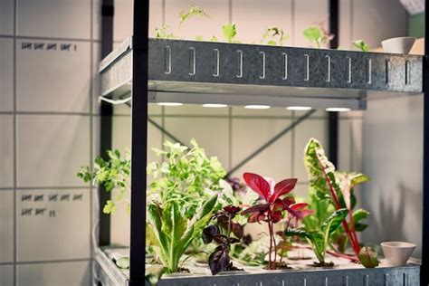 odla inomhus hydroponisk