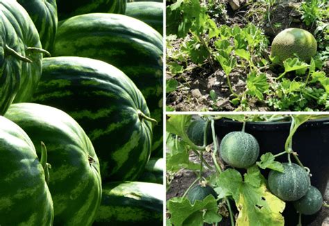 odla meloner i sverige