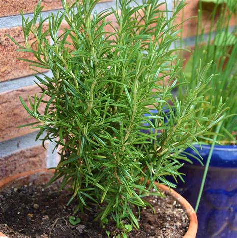 odla rosmarin hemma
