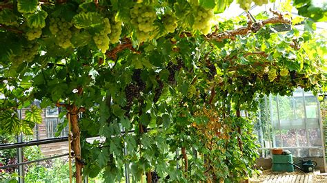 odla vindruvor utomhus