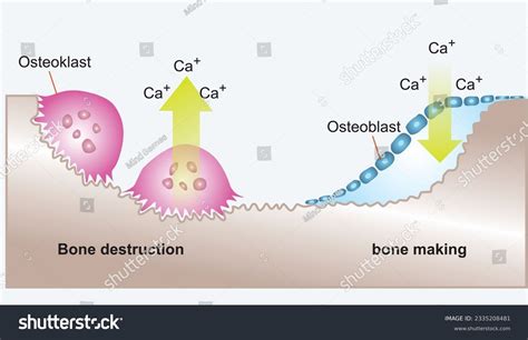 Oestoclast