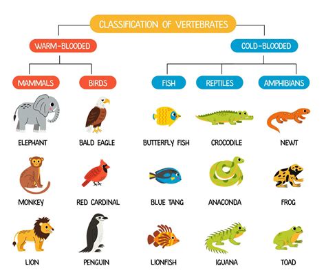 Of Warm Blooded Higher Vertebrates