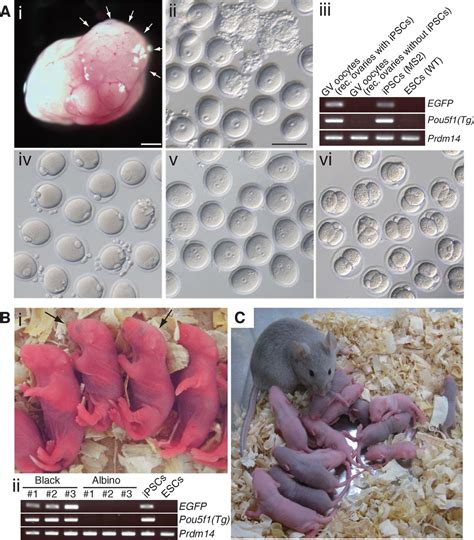 Offspring From Oocytes Derived From In Vitro Primordial Offspring In Science - Offspring In Science