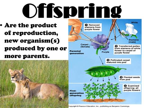 Offspring In Science   The Biology Of Mammalian Parenting And Its Effect - Offspring In Science