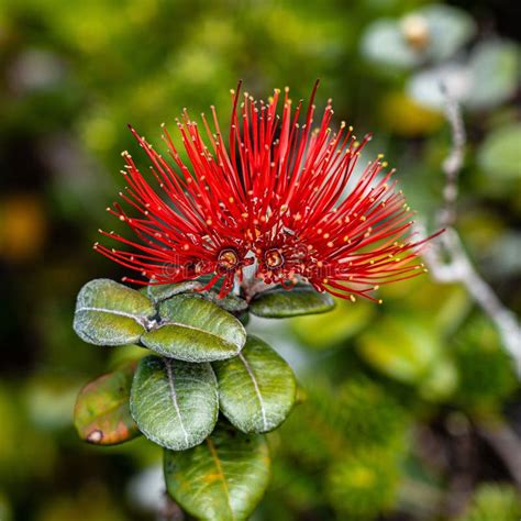 ohia flower