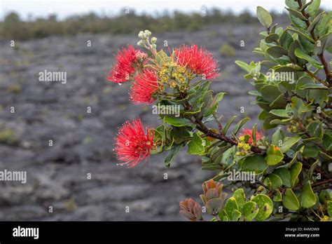 ohia tree