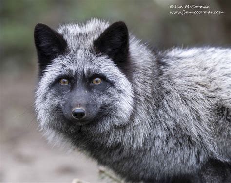 ohio animals