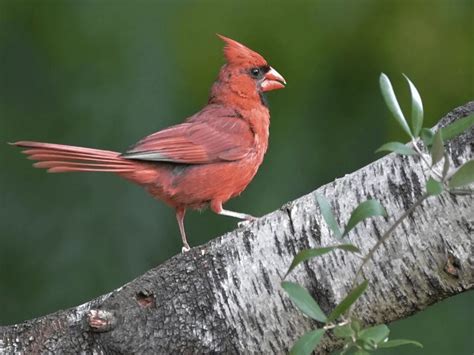 ohio bird