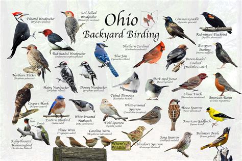 ohio birds