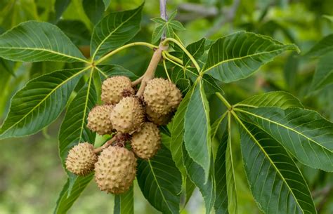 ohio buckeye