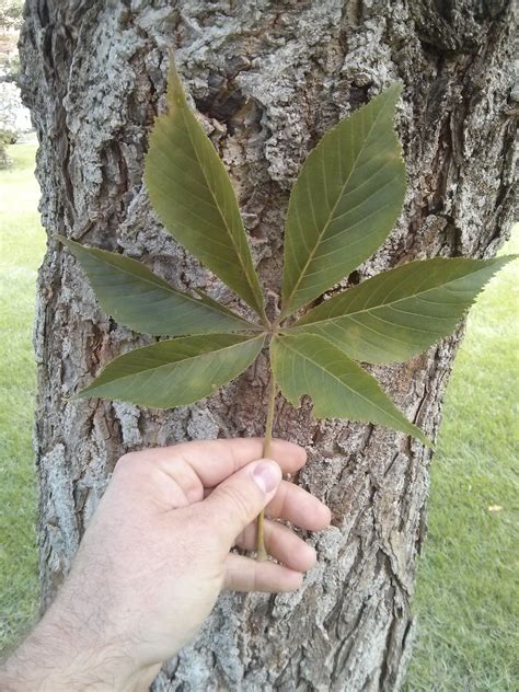 ohio buckeye leaf