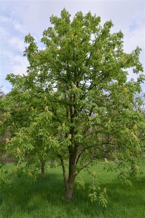 ohio buckeye tree
