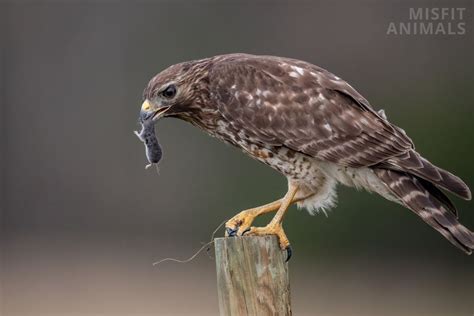 ohio hawks