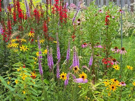 ohio native plants