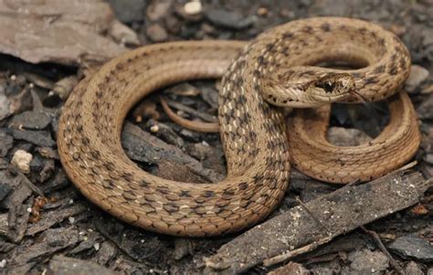 ohio snake