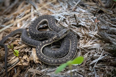 ohio snakes