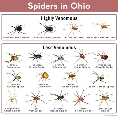 ohio spiders