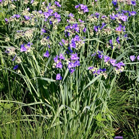 ohio spiderwort