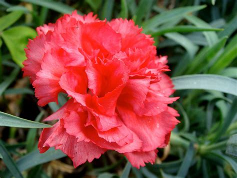 ohio state flower