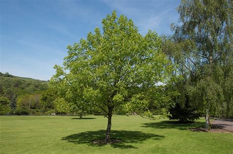 ohio state tree