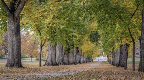 ohio trees
