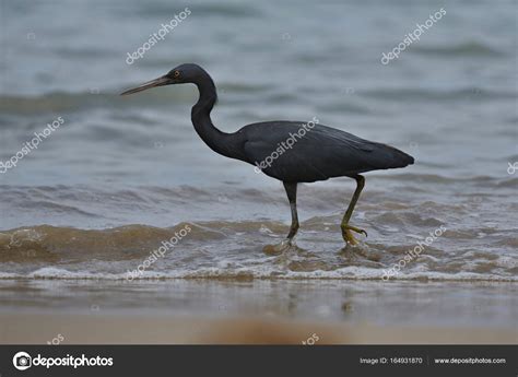 oiseau noir bord de mer