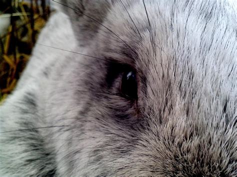Ojos De Conejo