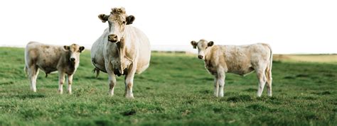 oklahoma ag