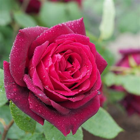 oklahoma flower