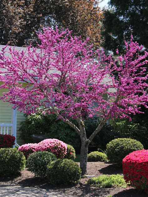 oklahoma redbud