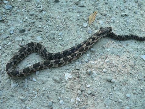 oklahoma snakes