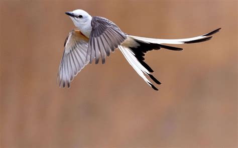 oklahoma state bird